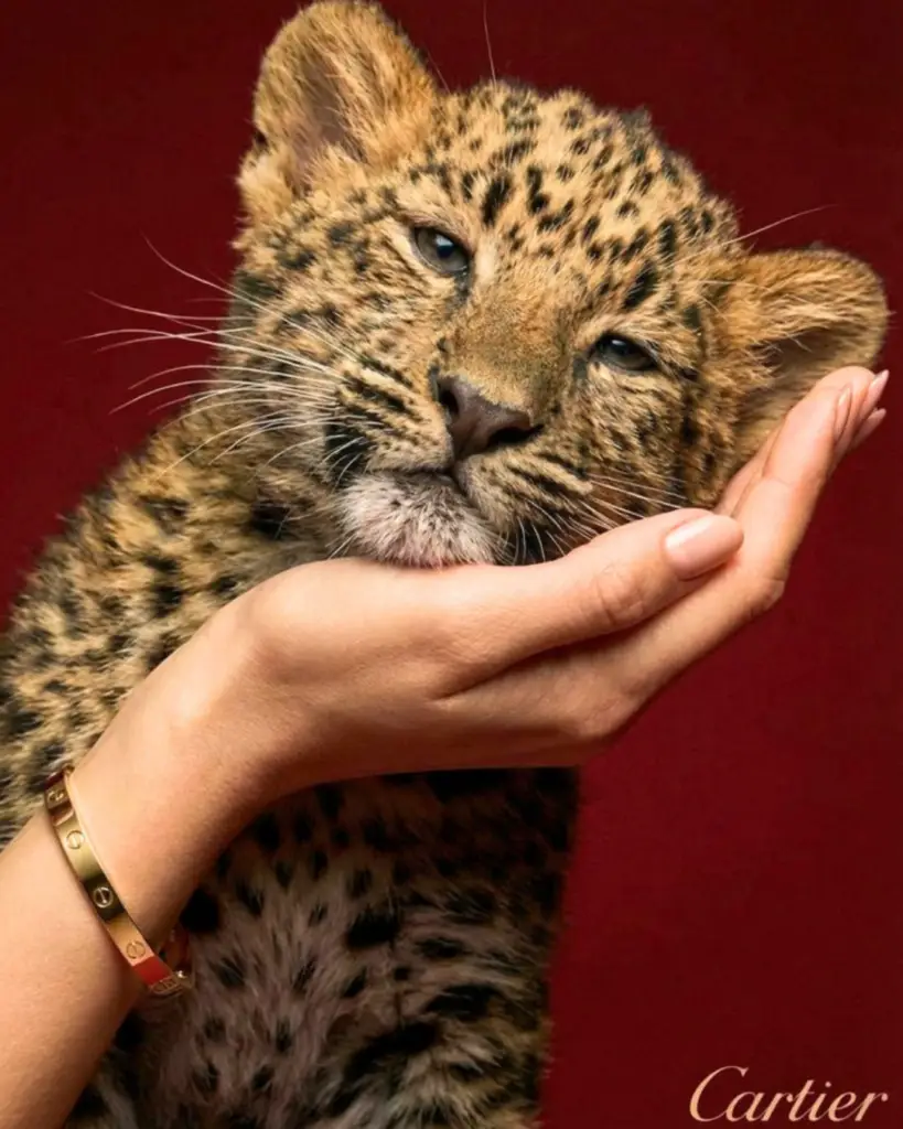 Cartier panther iconic luxury brand mascot mascots decoded by The Jewelry Gossip.
